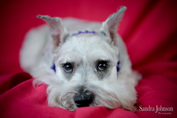 Best Orlando Pet Photographer - Sandra Johnson (SJFoto.com)