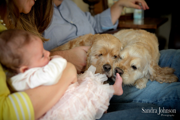 Best Orlando Pet Photographer - Sandra Johnson (SJFoto.com)