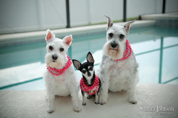 Best Orlando Pet Photographer - Sandra Johnson (SJFoto.com)