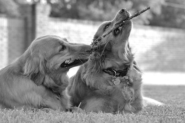 Best Orlando Pet Photographer - Sandra Johnson (SJFoto.com)