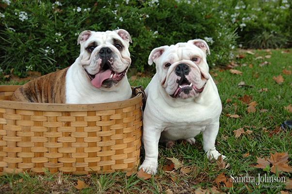 Best Orlando Pet Photographer - Sandra Johnson (SJFoto.com)