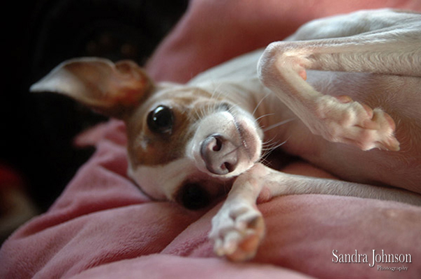 Best Orlando Pet Photographer - Sandra Johnson (SJFoto.com)