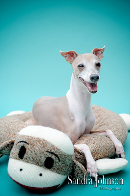 Best Orlando Pet Photographer - Sandra Johnson (SJFoto.com)