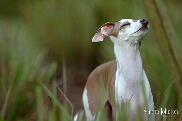 Best Orlando Pet Photographer - Sandra Johnson (SJFoto.com)