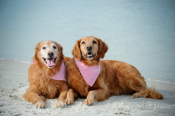 Best Orlando Pet Photographer - Sandra Johnson (SJFoto.com)