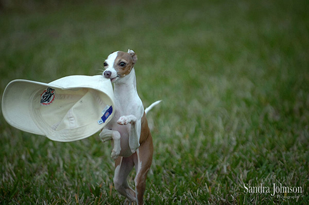 Best Orlando Pet Photographer - Sandra Johnson (SJFoto.com)