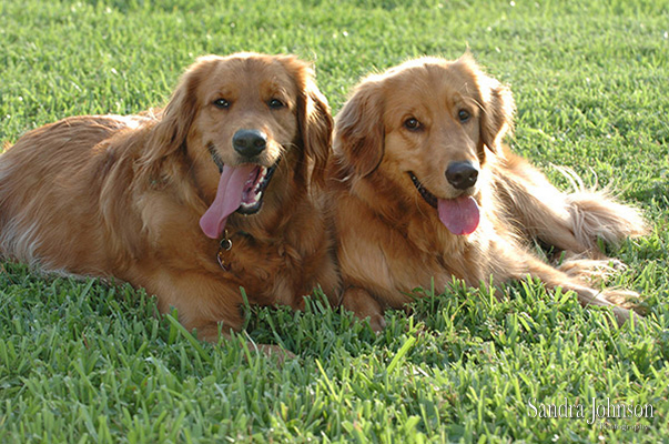 Best Orlando Pet Photographer - Sandra Johnson (SJFoto.com)