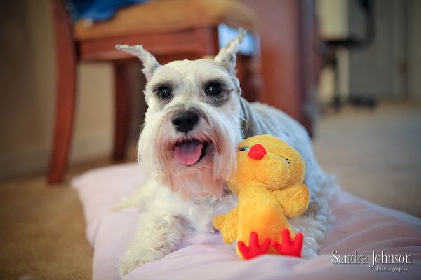 Best Orlando Pet Photographer - Sandra Johnson (SJFoto.com)
