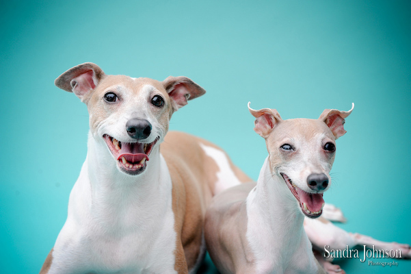 Best Orlando Pet Photographer - Sandra Johnson (SJFoto.com)