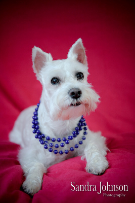 Best Orlando Pet Photographer - Sandra Johnson (SJFoto.com)
