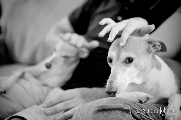 Best Orlando Pet Photographer - Sandra Johnson (SJFoto.com)