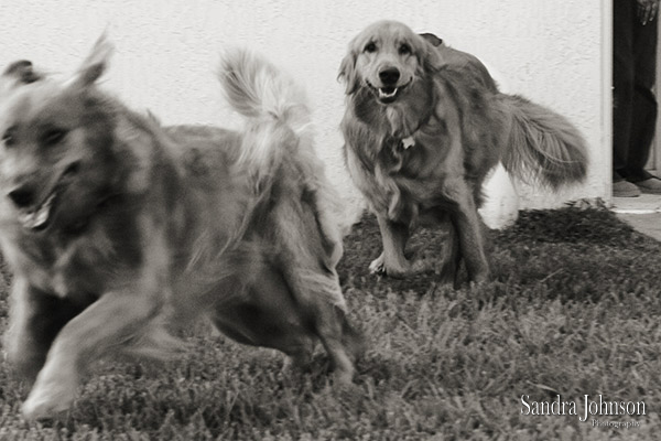 Best Orlando Pet Photographer - Sandra Johnson (SJFoto.com)
