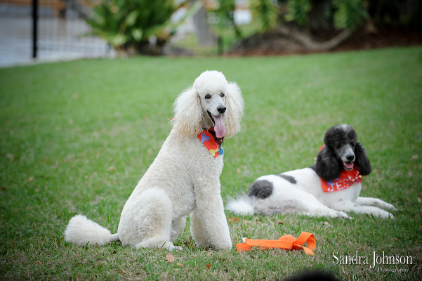 Best Orlando Pet Photographer - Sandra Johnson (SJFoto.com)