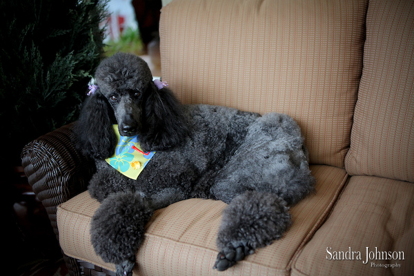 Best Orlando Pet Photographer - Sandra Johnson (SJFoto.com)