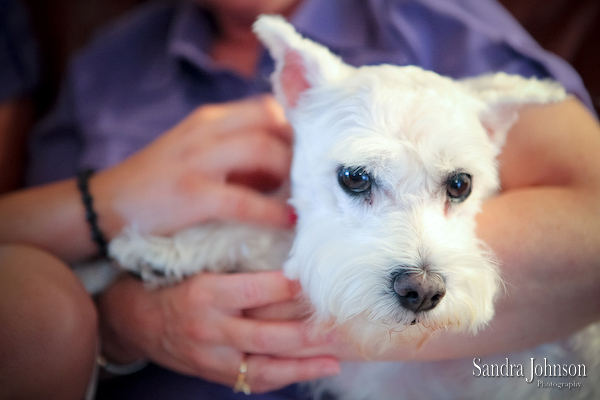 Best Orlando Pet Photographer - Sandra Johnson (SJFoto.com)
