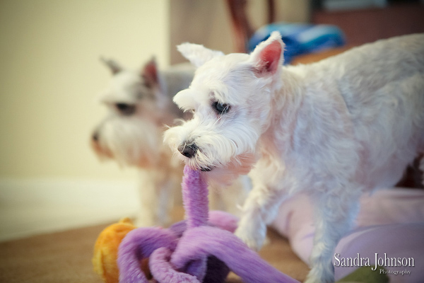Best Orlando Pet Photographer - Sandra Johnson (SJFoto.com)