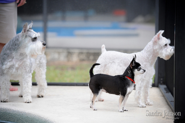 Best Orlando Pet Photographer - Sandra Johnson (SJFoto.com)