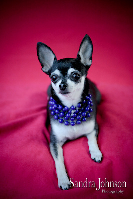 Best Orlando Pet Photographer - Sandra Johnson (SJFoto.com)