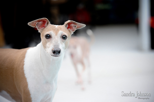 Best Orlando Pet Photographer - Sandra Johnson (SJFoto.com)