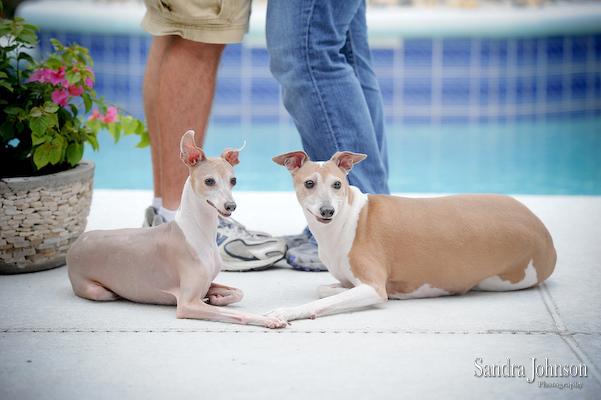 Best Orlando Pet Photographer - Sandra Johnson (SJFoto.com)