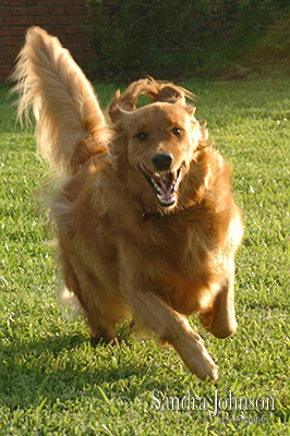 Best Orlando Pet Photographer - Sandra Johnson (SJFoto.com)