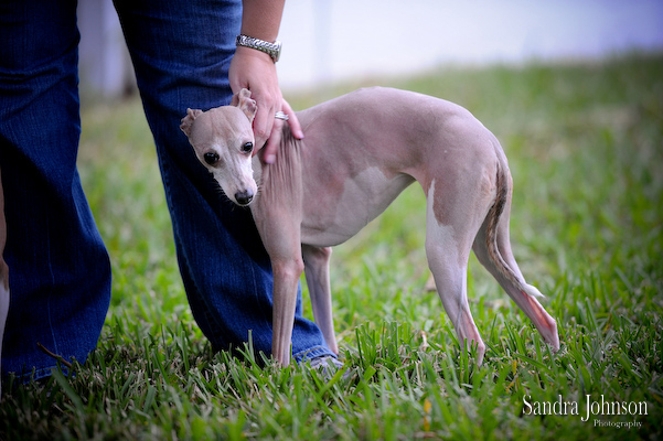 Best Orlando Pet Photographer - Sandra Johnson (SJFoto.com)