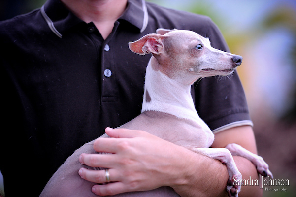 Best Orlando Pet Photographer - Sandra Johnson (SJFoto.com)