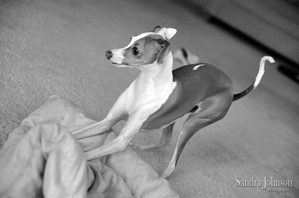 Best Orlando Pet Photographer - Sandra Johnson (SJFoto.com)