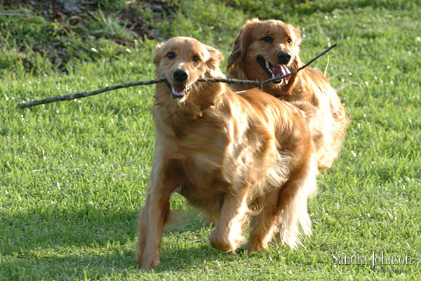 Best Orlando Pet Photographer - Sandra Johnson (SJFoto.com)