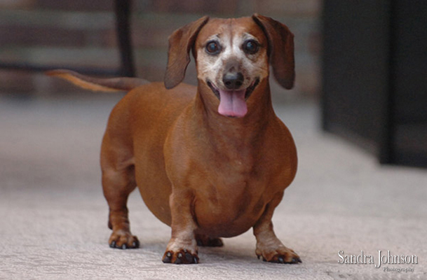Best Orlando Pet Photographer - Sandra Johnson (SJFoto.com)