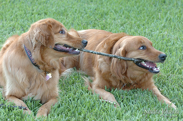 Best Orlando Pet Photographer - Sandra Johnson (SJFoto.com)