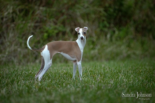 Best Orlando Pet Photographer - Sandra Johnson (SJFoto.com)
