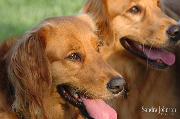 Best Orlando Pet Photographer - Sandra Johnson (SJFoto.com)