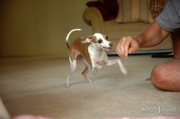 Best Orlando Pet Photographer - Sandra Johnson (SJFoto.com)