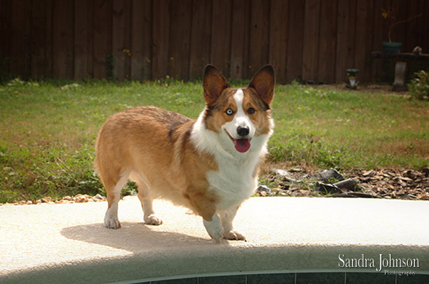Best Orlando Pet Photographer - Sandra Johnson (SJFoto.com)