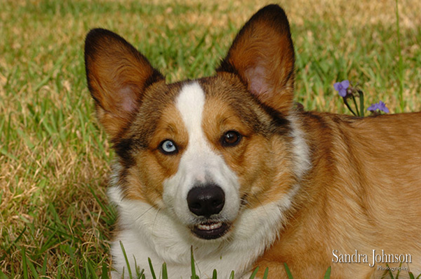 Best Orlando Pet Photographer - Sandra Johnson (SJFoto.com)