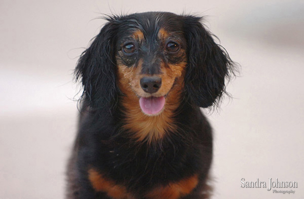 Best Orlando Pet Photographer - Sandra Johnson (SJFoto.com)