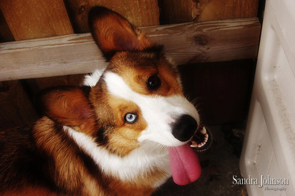 Best Orlando Pet Photographer - Sandra Johnson (SJFoto.com)