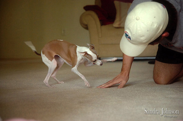 Best Orlando Pet Photographer - Sandra Johnson (SJFoto.com)