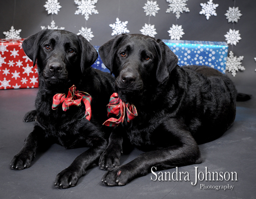 Best Holiday Pet Portraits by Sandra Johnson - Sandra Johnson (SJFoto.com)