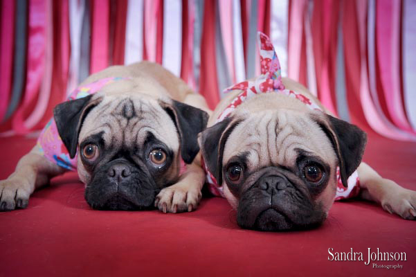 Best Holiday Pet Portraits by Sandra Johnson - Sandra Johnson (SJFoto.com)