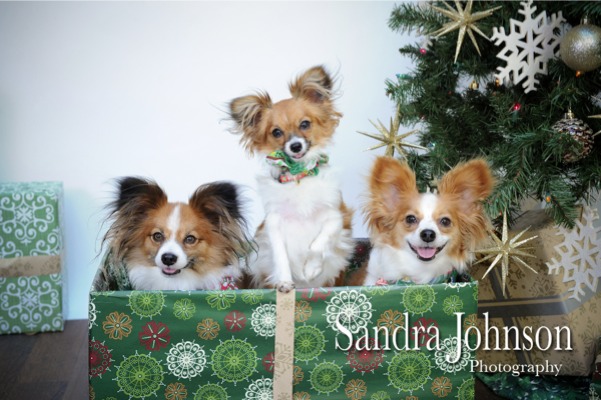 Best Holiday Pet Portraits by Sandra Johnson - Sandra Johnson (SJFoto.com)