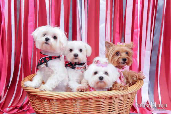 Best Holiday Pet Portraits by Sandra Johnson - Sandra Johnson (SJFoto.com)