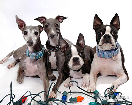 Best Holiday Pet Portraits by Sandra Johnson - Sandra Johnson (SJFoto.com)
