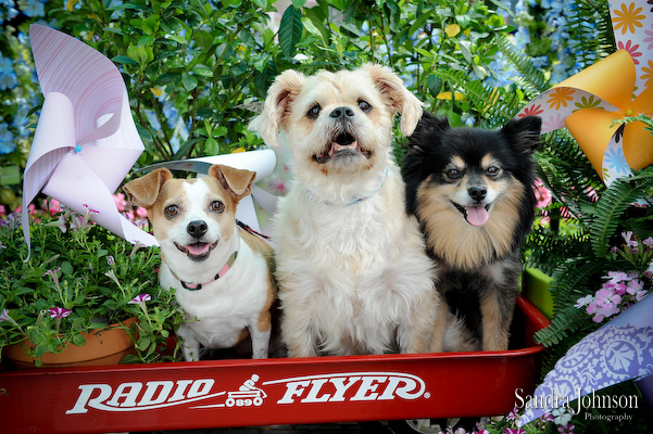 Best Holiday Pet Portraits by Sandra Johnson - Sandra Johnson (SJFoto.com)