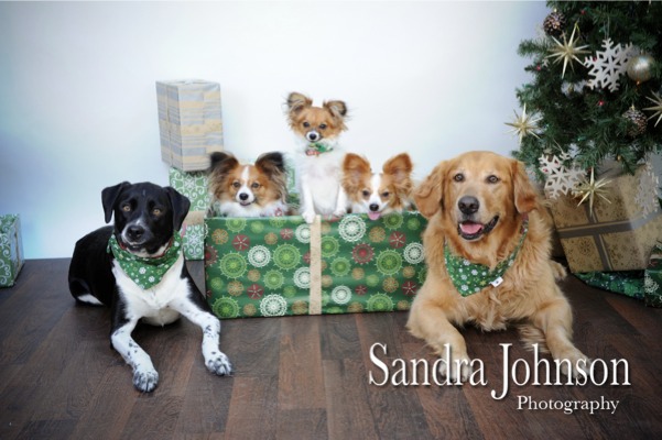 Best Holiday Pet Portraits by Sandra Johnson - Sandra Johnson (SJFoto.com)