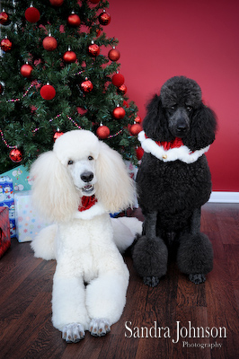 Best Holiday Pet Portraits by Sandra Johnson - Sandra Johnson (SJFoto.com)