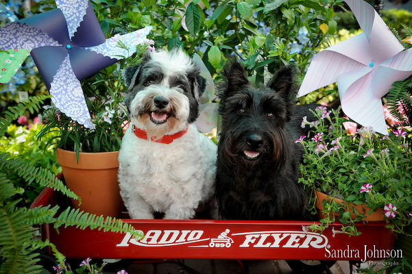Best Holiday Pet Portraits by Sandra Johnson - Sandra Johnson (SJFoto.com)