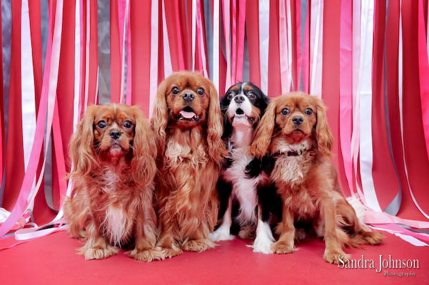 Best Holiday Pet Portraits by Sandra Johnson - Sandra Johnson (SJFoto.com)