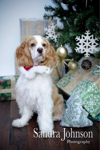 Best Holiday Pet Portraits by Sandra Johnson - Sandra Johnson (SJFoto.com)